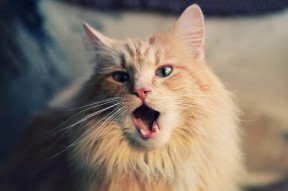 华体会app下载-“尼古拉斯·桑特基：阿根廷美洲狮队的灵魂人物，未来值得期待”