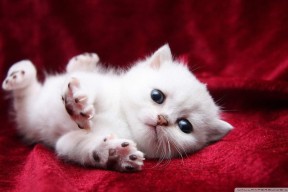 华体会官方网站登录-中国女篮发挥整体实力，中国女篮实力剧增