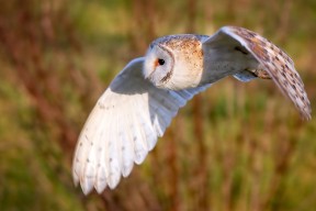 华体会app下载-摩纳哥仰泳选手技术细腻，摩纳哥王妃游泳