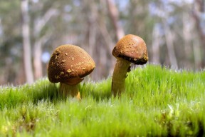 华体会登录最新地址-解析印度赛制：如何通过比赛促进竞技水平的提高，印度选手夺冠