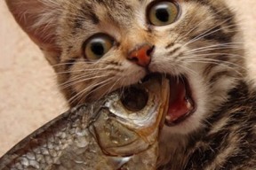 华体会登录地址-罗马尼亚队赛制分析：如何最大化团队优势应对强敌，罗马尼亚已组联赛