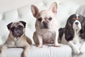 华体会平台下载-加拿大队赛制分析：在混合团体赛中如何应对技术与策略挑战，加拿大的比赛