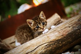 华体会app-200蝶比赛节奏分布详解，200蝶泳决赛回放