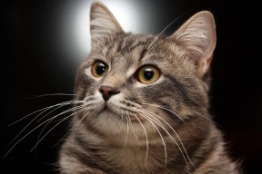 华体会平台下载-荷兰队在国际赛中表现优异，晋级希望巨大