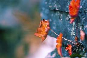 华体会平台-格鲁塞赛场风采尽显运动员风范，格鲁赛头像