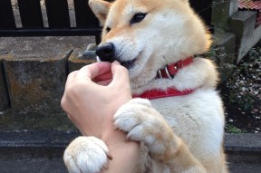 华体会在线登录-《冠军奥运篇》独家：薛明用过去铺就未来！，排球薛明的老公