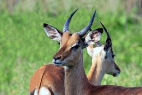 华体会官网-南非羚羊队：出色的回传技术助力反击，每次进攻都显得迅猛，南非剑羚羊