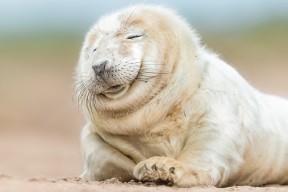 华体会app注册-五大联赛是否优先培养多面球员适应密集赛程，五大联赛推荐