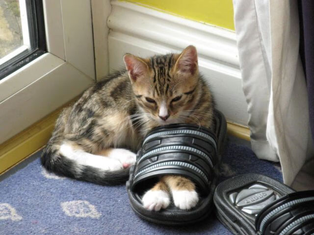 青训之星：欧洲青训营的“金蛋”们