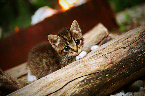200蝶比赛节奏分布详解,200蝶泳决赛回放