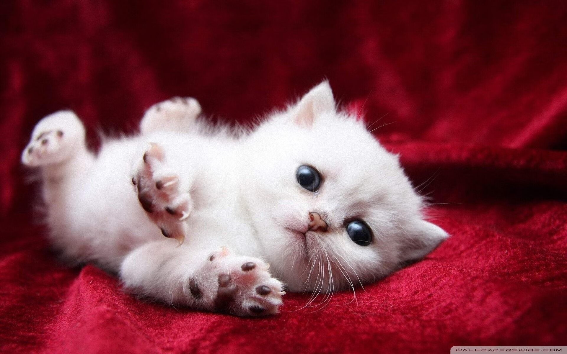 中国女篮发挥整体实力，中国女篮实力剧增