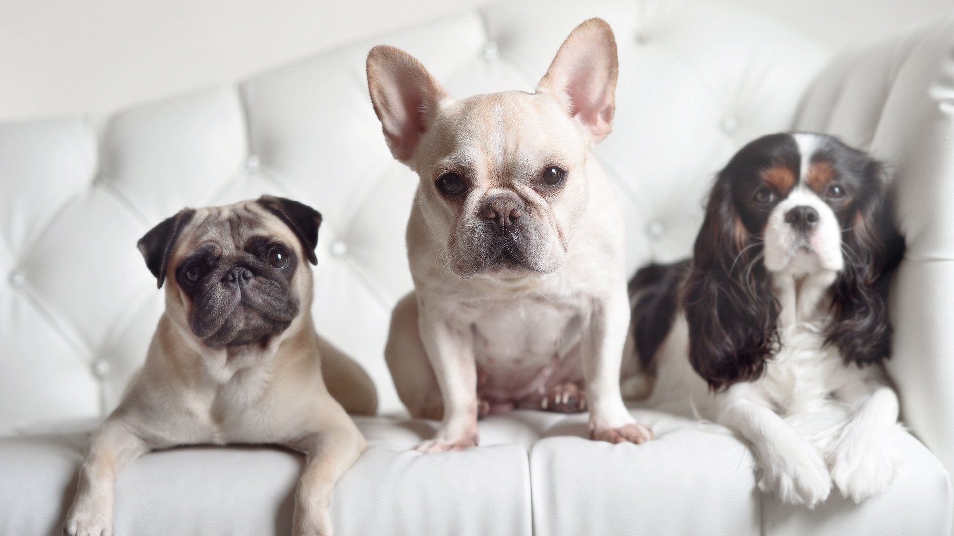 加拿大队赛制分析:在混合团体赛中如何应对技术与策略挑战,加拿大的比赛