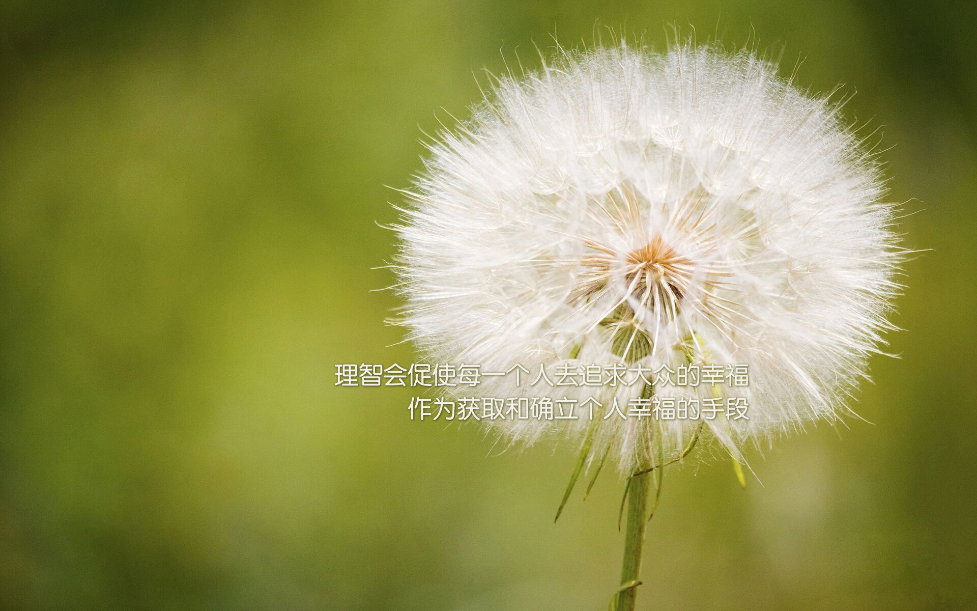 女子蝶泳划频密度:中国最具弹性,女子蝶泳成绩