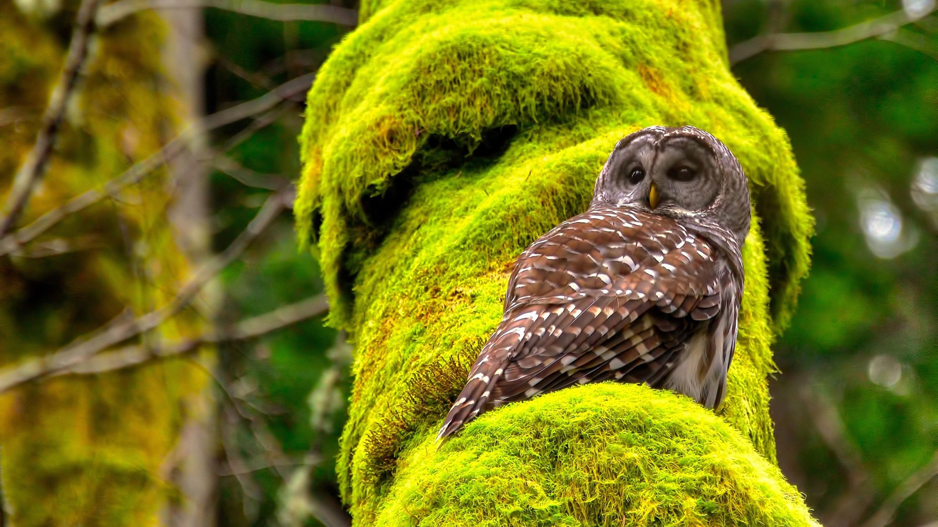 德国队的未来发展：在国际乒联混合团体世界杯中重新定义强队形象