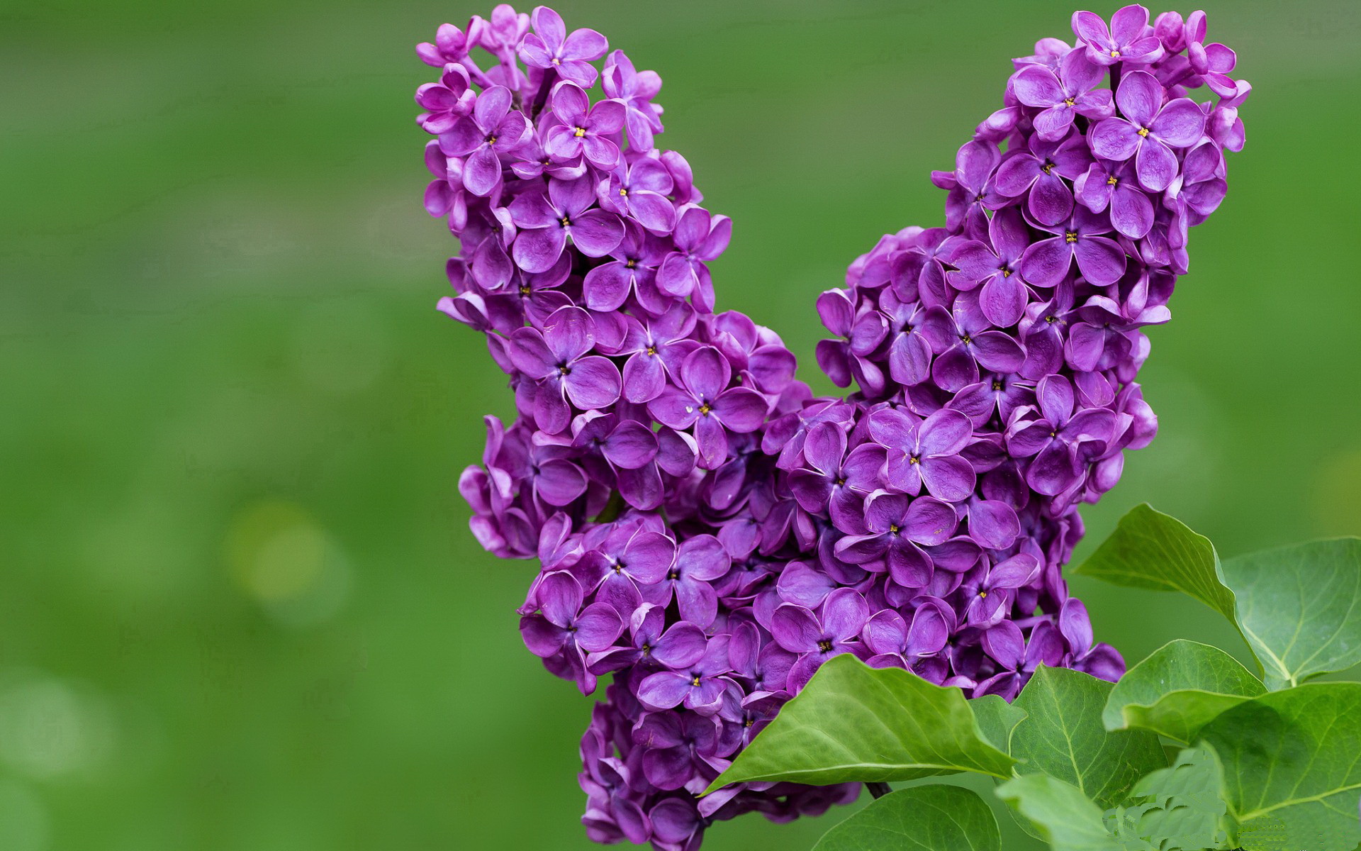 新加坡乒乓未来发展：如何借助国际比赛经验提升球员心理素质，新加坡乒乓球实力