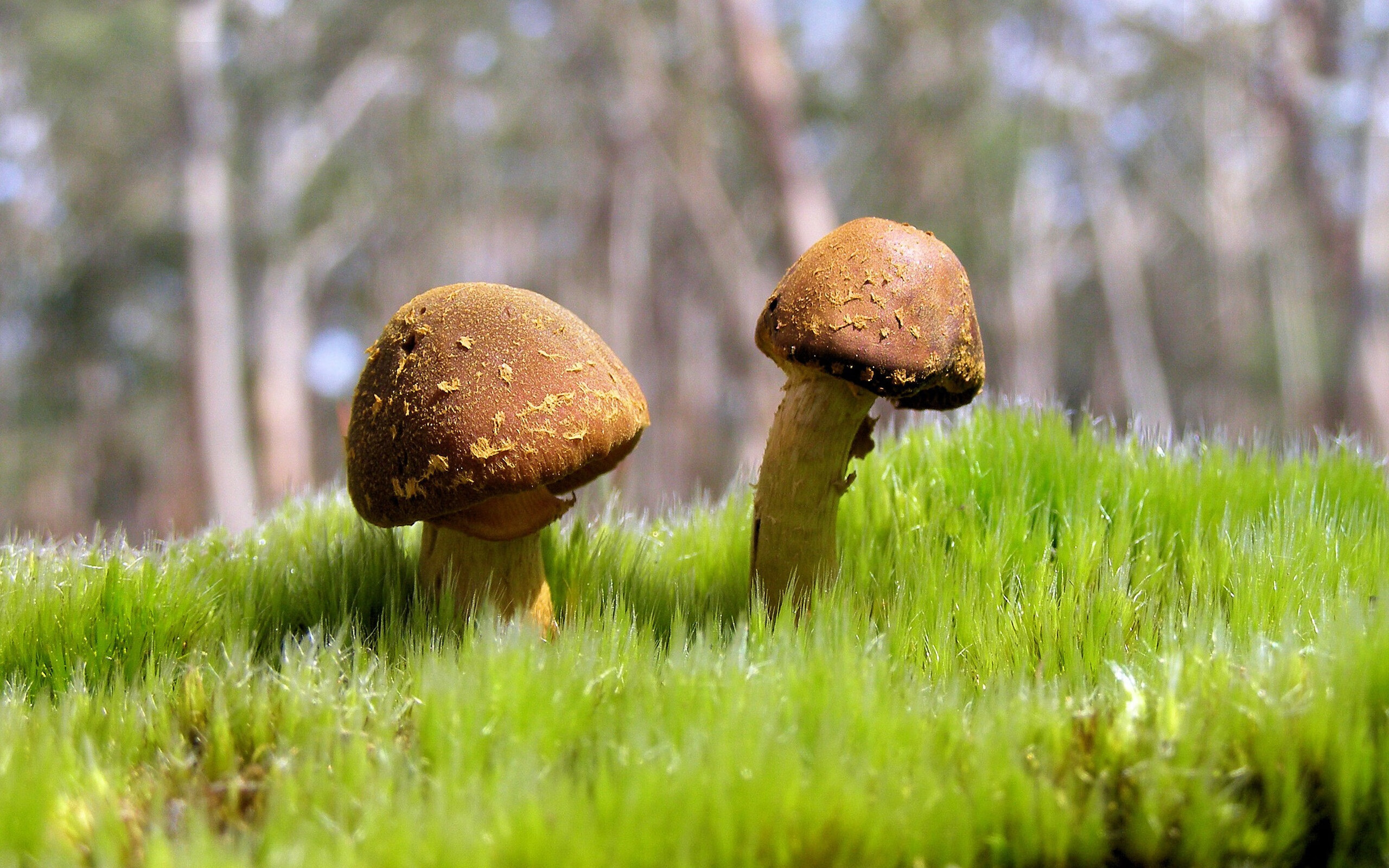 解析印度赛制：如何通过比赛促进竞技水平的提高，印度选手夺冠