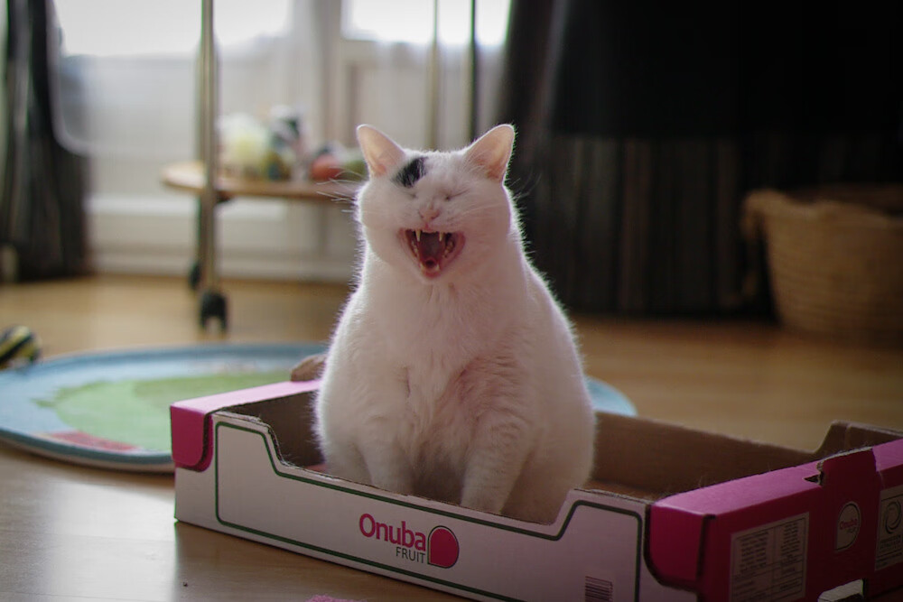 丹·卡特:全黑队进攻体系中的核心人物,丹特巅峰水平