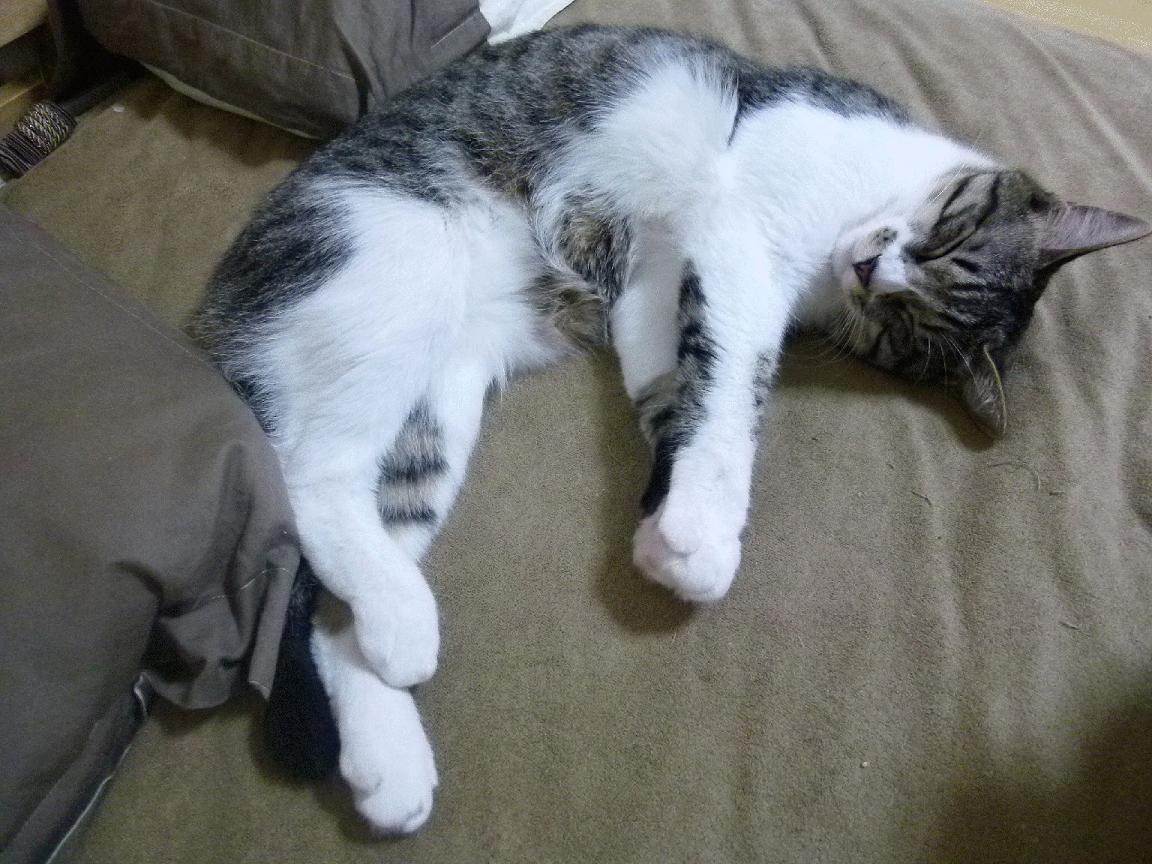 帕利斯特800米自由泳展现强大爆发力，帕里斯特利那