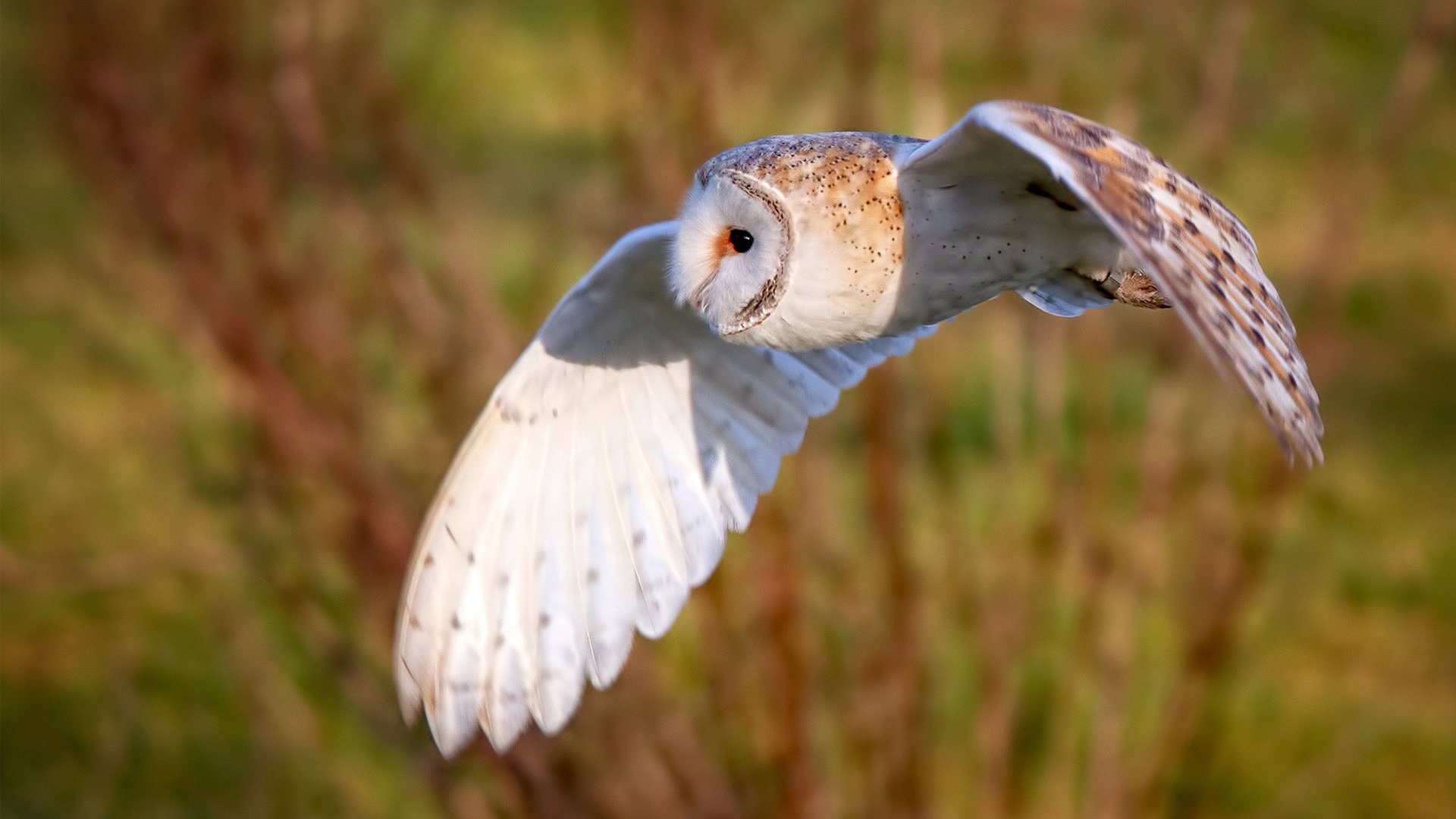 摩纳哥仰泳选手技术细腻，摩纳哥王妃游泳