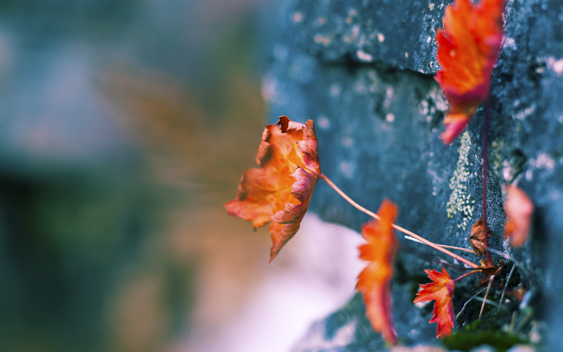 格鲁塞赛场风采尽显运动员风范，格鲁赛头像