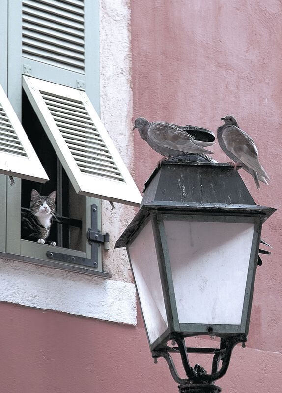 火箭客场击败灰熊结束连败颓势，火箭对灰熊今天比赛视频