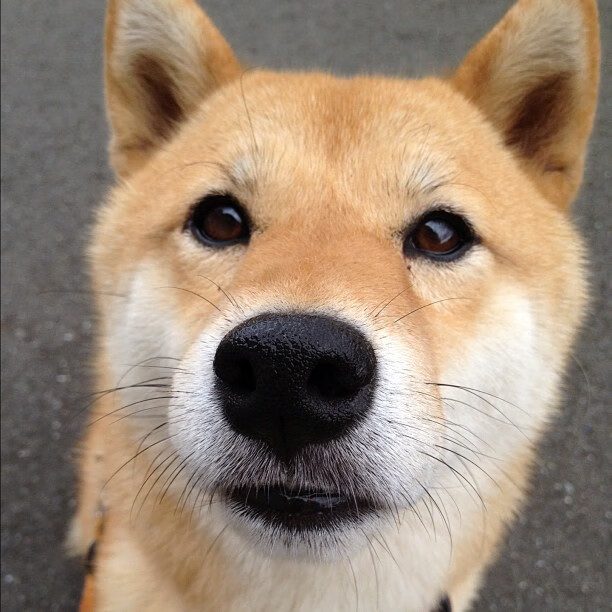 科里·简:全黑队边锋新星,速度与技巧并存,里科百科