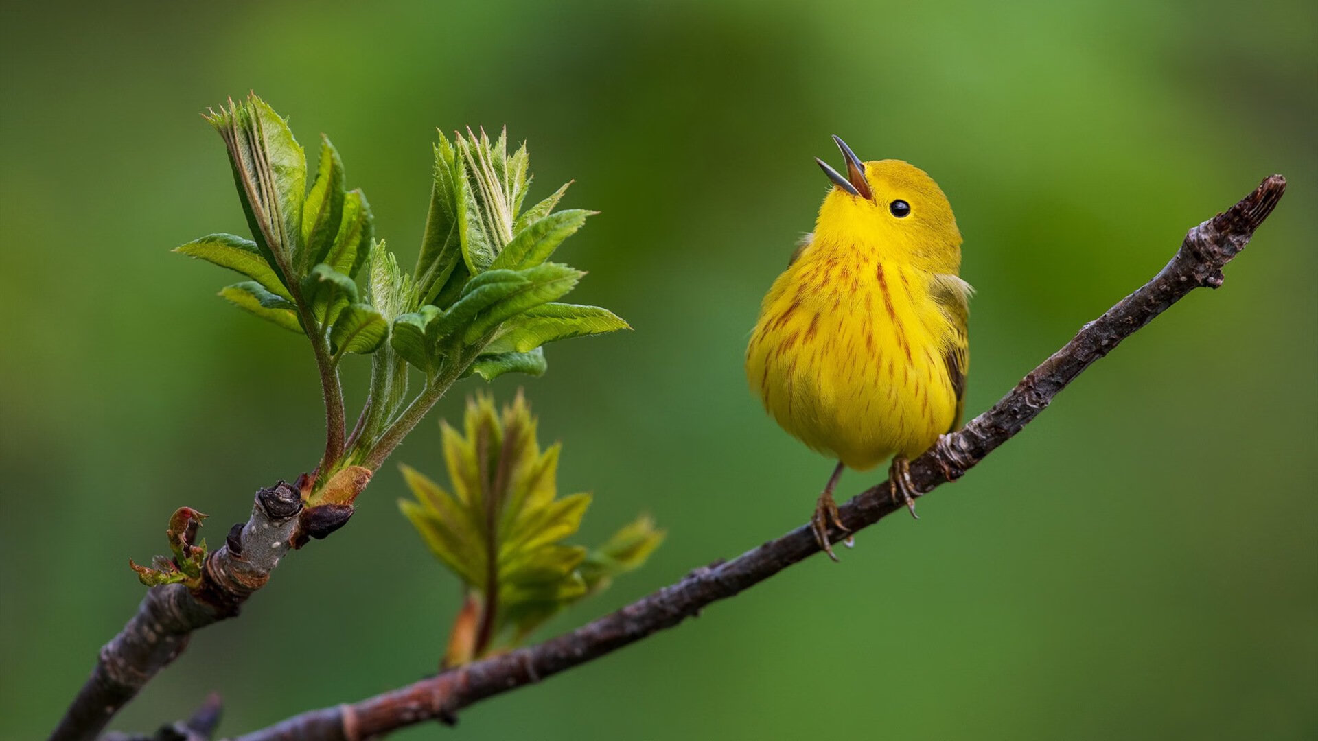 美洲杯明星盛宴:个人能力点燃全场热情,美洲杯足球明星