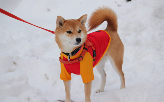 跳水动作高难度希腊稳中求胜，希腊 跳远