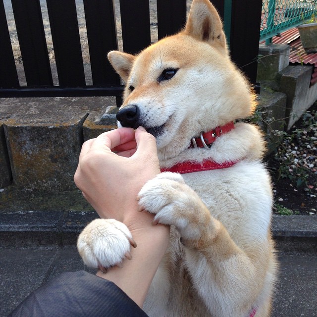 《冠军奥运篇》独家：薛明用过去铺就未来！，排球薛明的老公